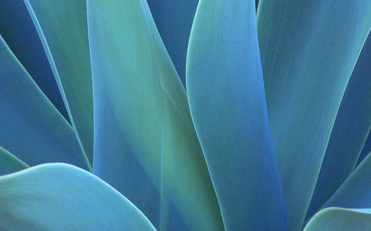 La leyenda del agave