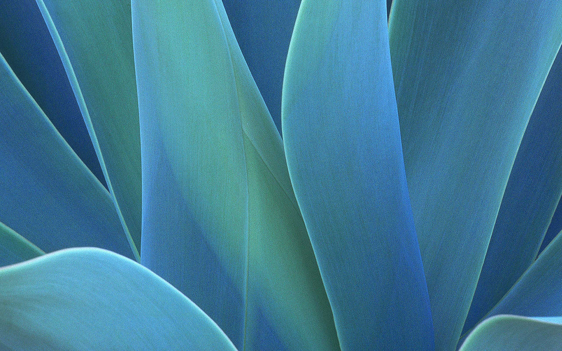 La leyenda del agave